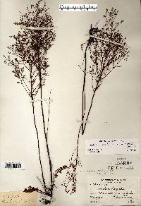 Lechea pulchella var. pulchella image