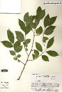 Ulmus pumila image