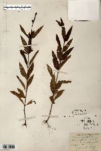 Verbena hastata image