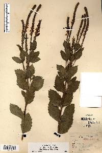 Verbena stricta image