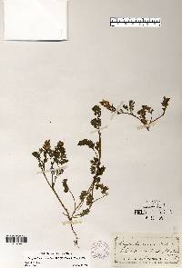 Corydalis micrantha image