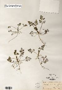 Chaerophyllum procumbens image