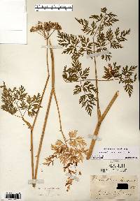 Conioselinum chinense image