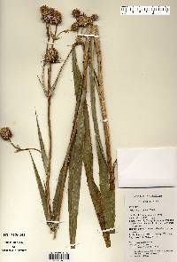 Eryngium yuccifolium image