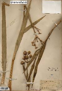 Eryngium yuccifolium image