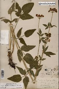 Thaspium trifoliatum var. trifoliatum image