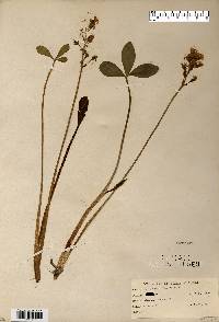 Menyanthes trifoliata image