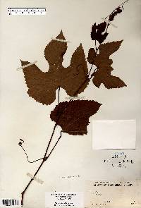 Vitis aestivalis var. bicolor image