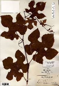 Vitis aestivalis var. bicolor image