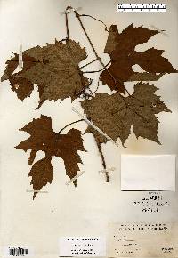 Vitis riparia image