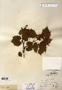 Vitis riparia image