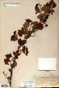 Vitis riparia image