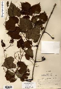 Vitis riparia image