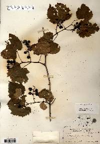 Vitis riparia image