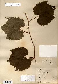 Vitis riparia image