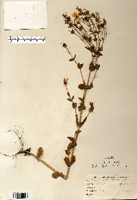 Sabatia angularis image