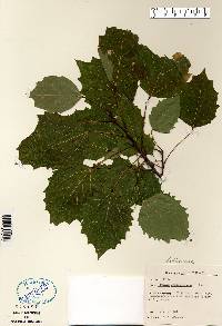 Populus grandidentata image