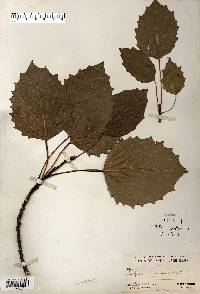 Populus grandidentata image