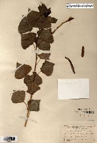 Populus nigra image