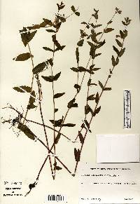 Scutellaria galericulata image