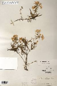 Phlox bifida image