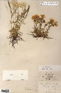 Phlox bifida image