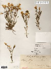 Phlox bifida image