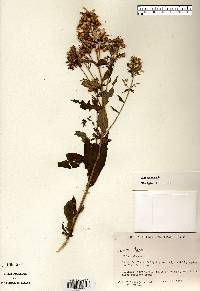 Phlox paniculata image