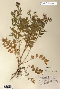 Polemonium reptans image