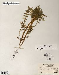 Ellisia nyctelea image