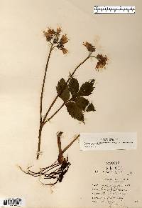 Hydrophyllum virginianum image