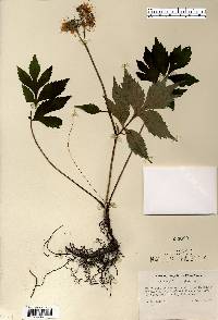 Hydrophyllum virginianum image