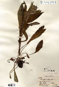 Cynoglossum officinale image