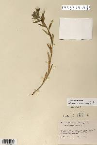 Buglossoides arvensis image