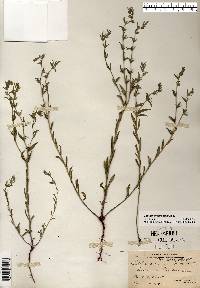 Buglossoides arvensis image