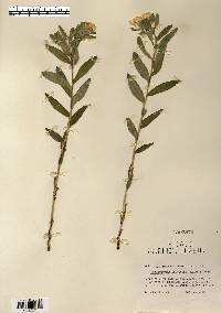 Lithospermum canescens image