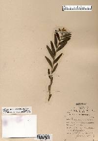 Lithospermum canescens image