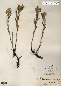 Lithospermum canescens image