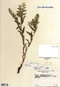 Lithospermum canescens image