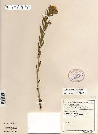 Lithospermum caroliniense var. croceum image