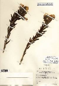 Lithospermum caroliniense var. croceum image