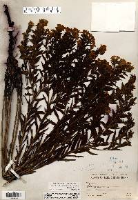 Lithospermum caroliniense var. croceum image