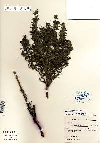 Lithospermum caroliniense var. croceum image