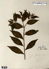 Lithospermum latifolium image