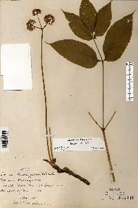 Aralia nudicaulis image