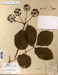 Aralia nudicaulis image