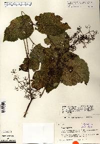 Aralia racemosa image