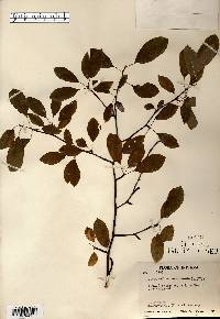 Ilex mucronata image