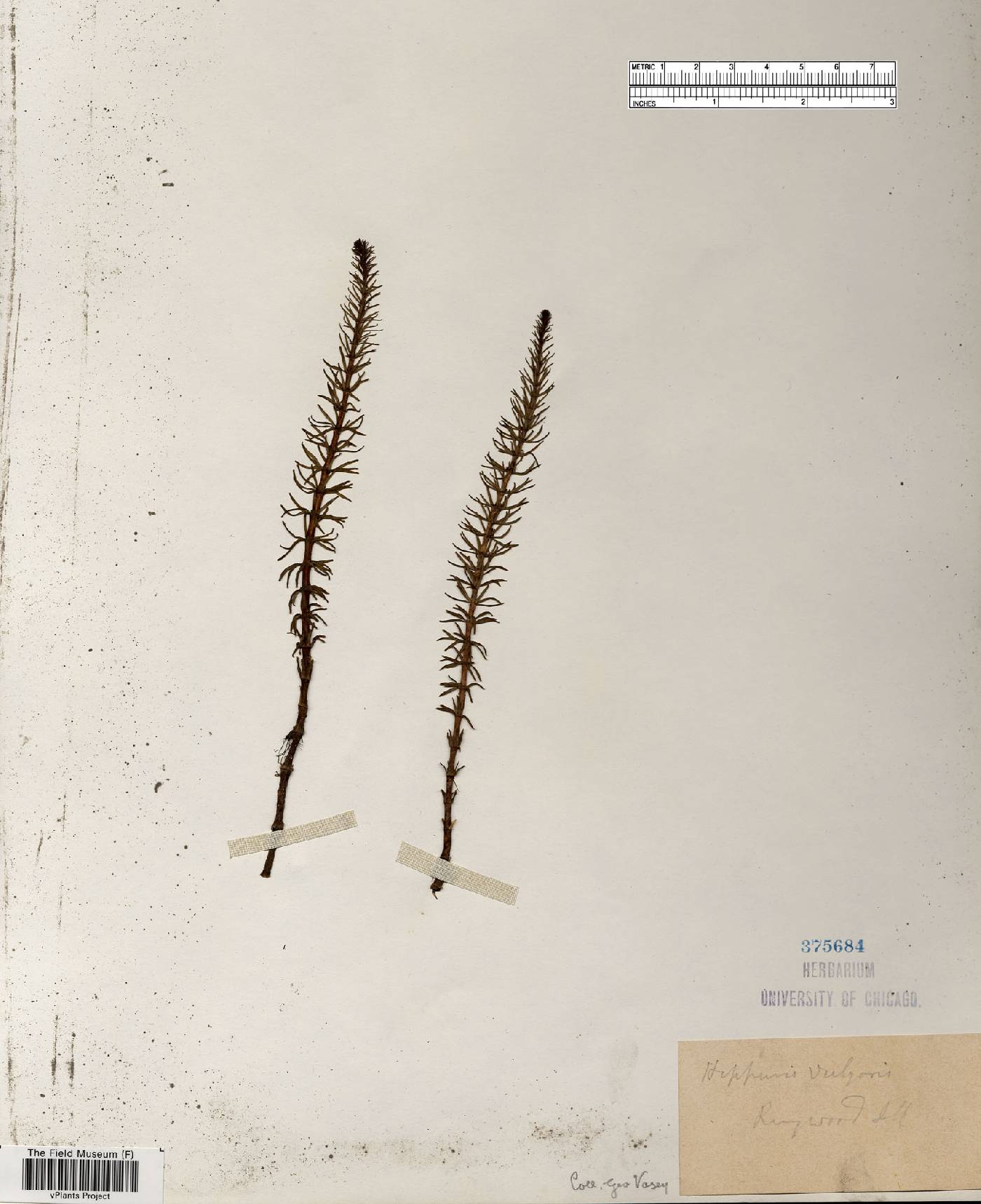 Hippuris vulgaris image