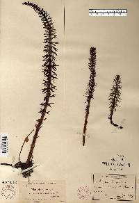 Hippuris vulgaris image